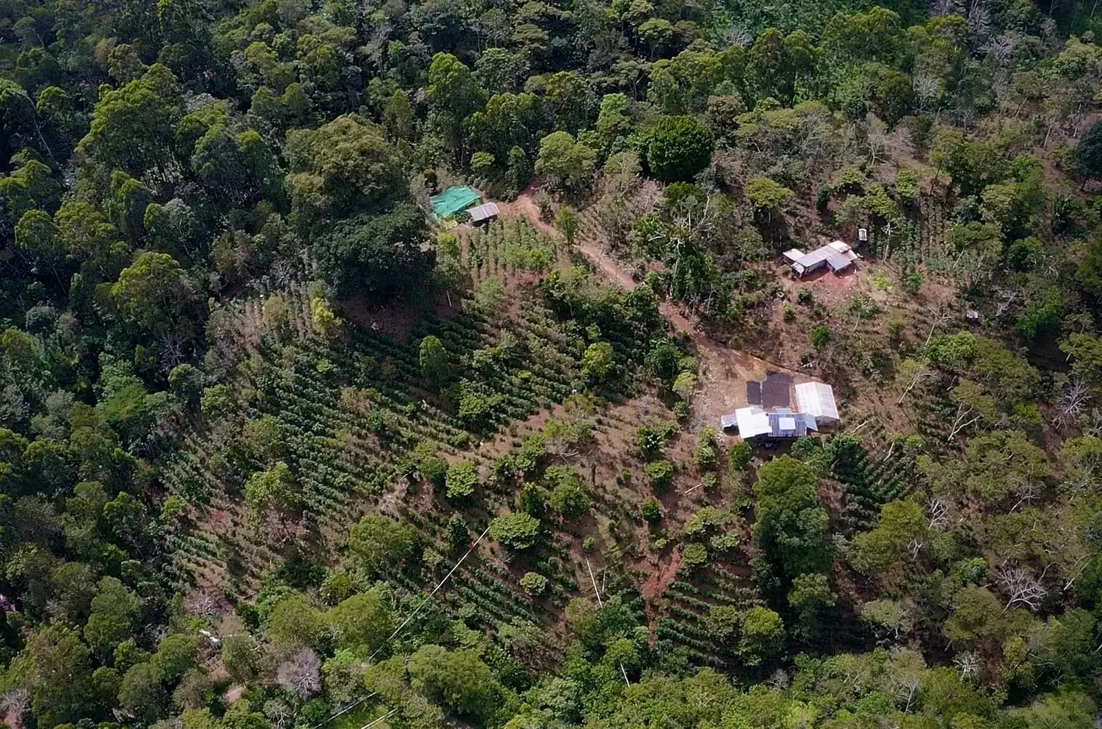 Los campos de Villa Rica — donde todo comenzó